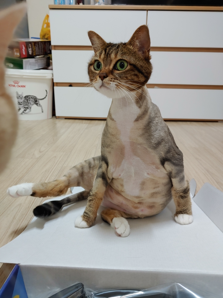 함께냥 본점