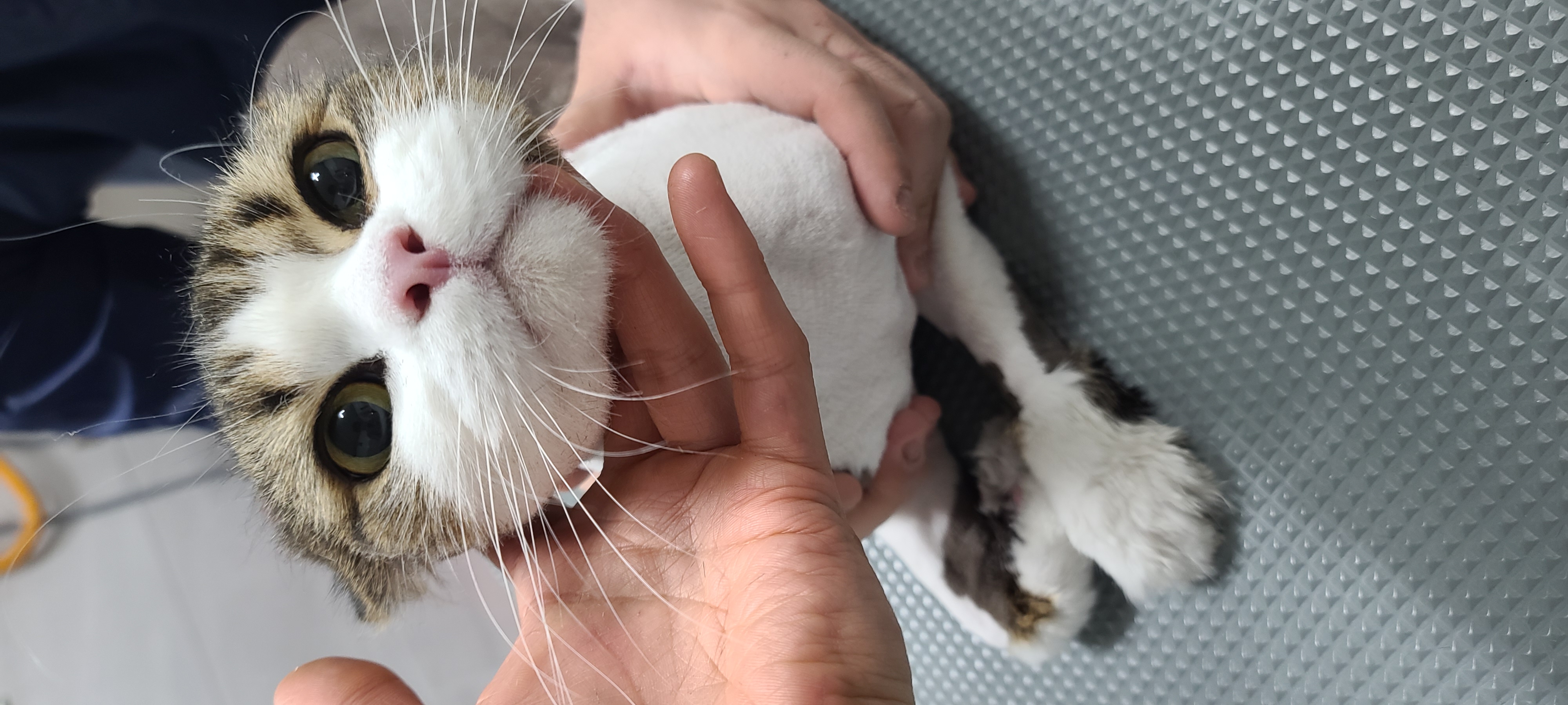 함께냥 본점