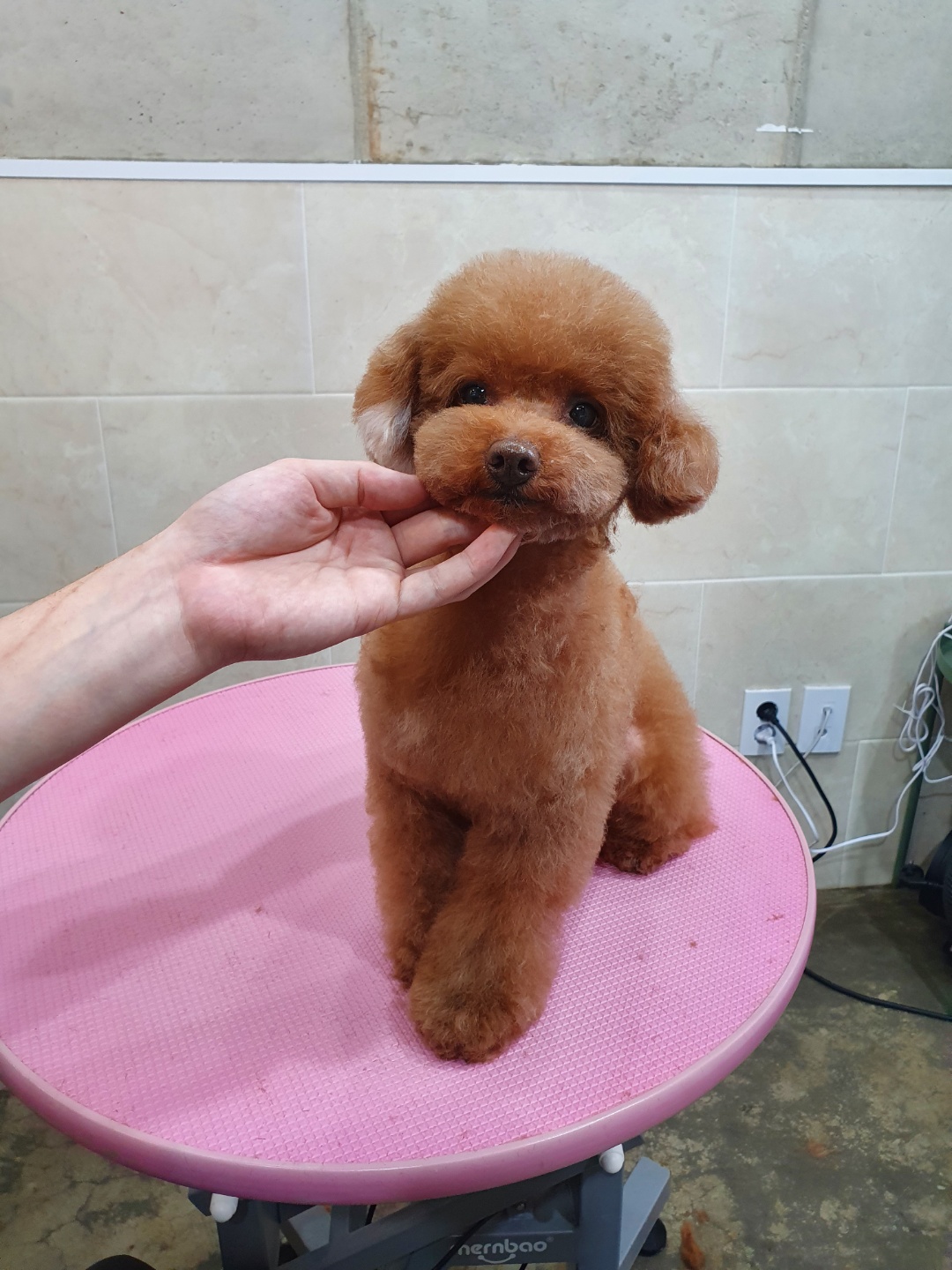 감성그루밍