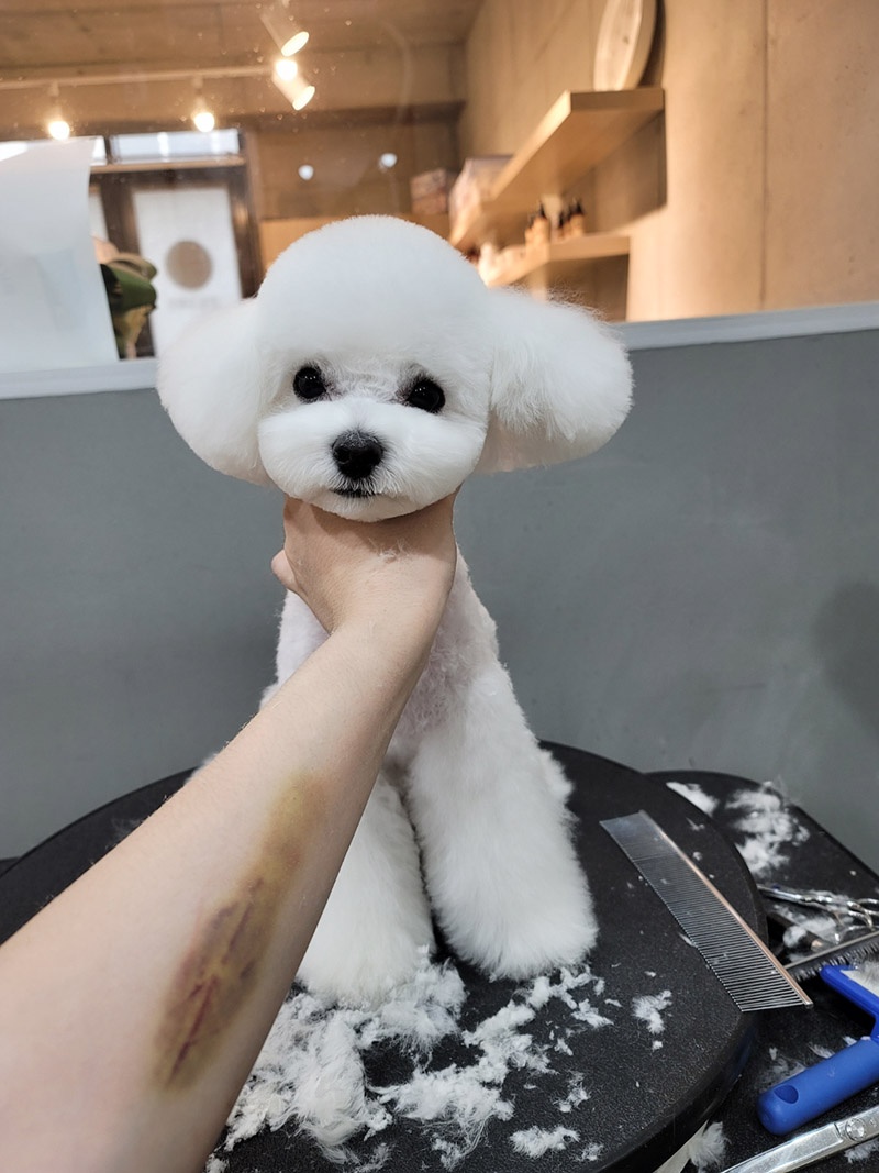감성그루밍