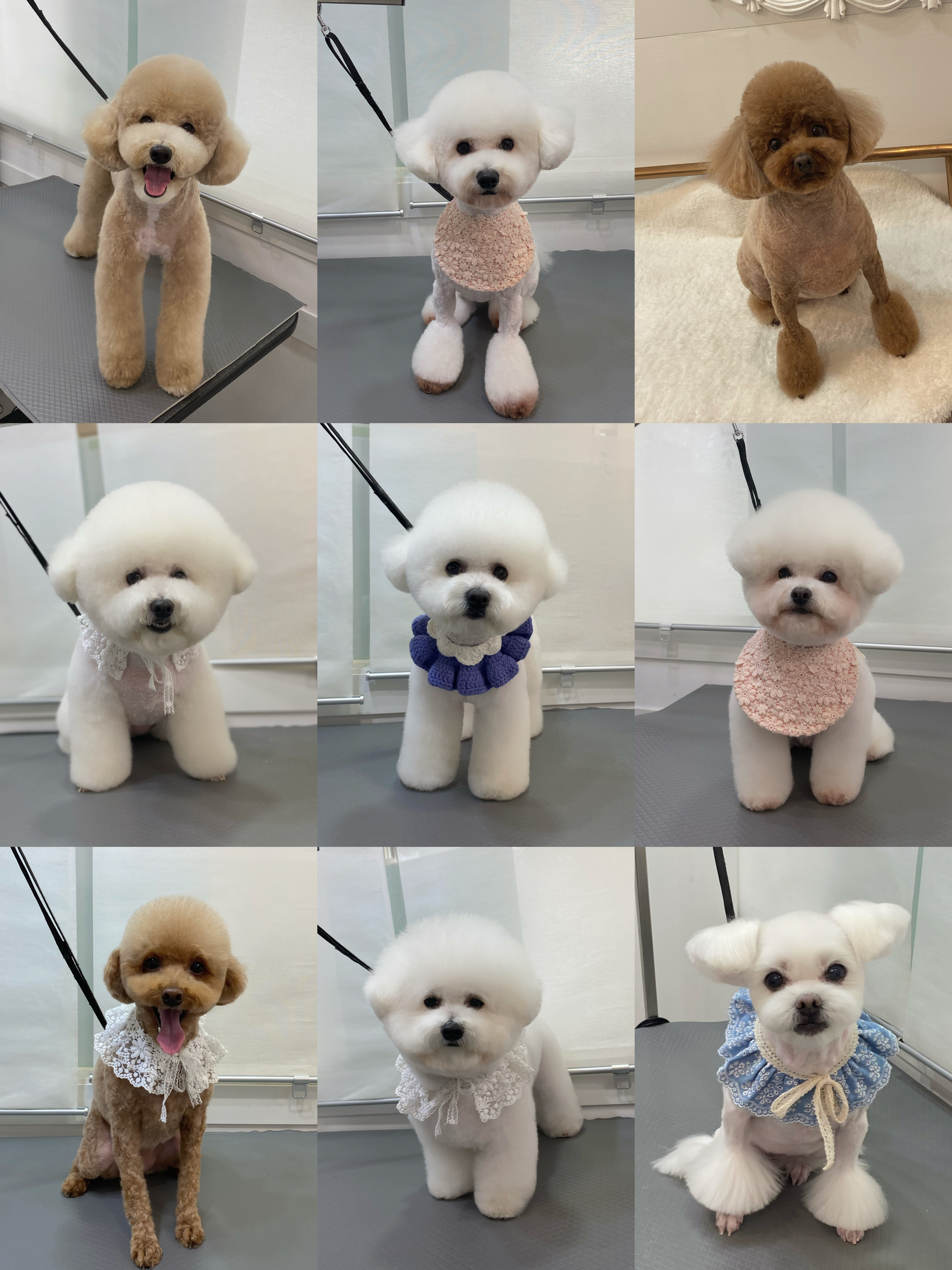 멍블랑 Grooming