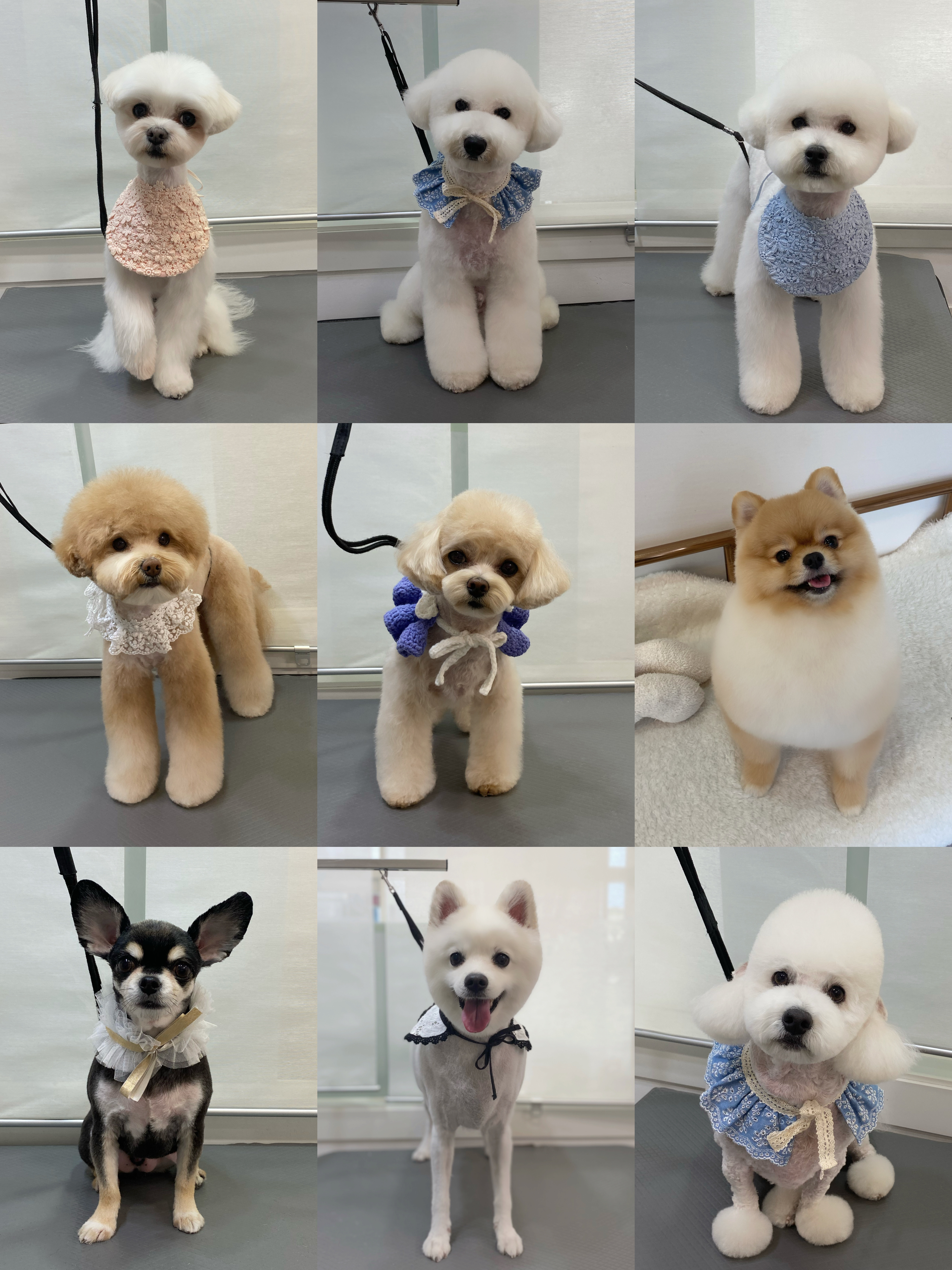 멍블랑 Grooming